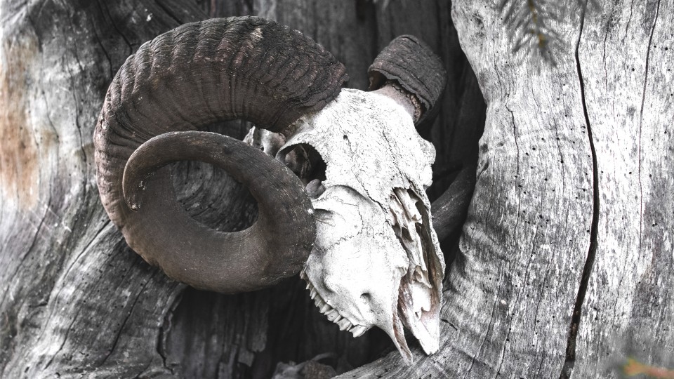 Transforming Raw Material into Art: The Process of Buffalo Head Skull Bone Carving