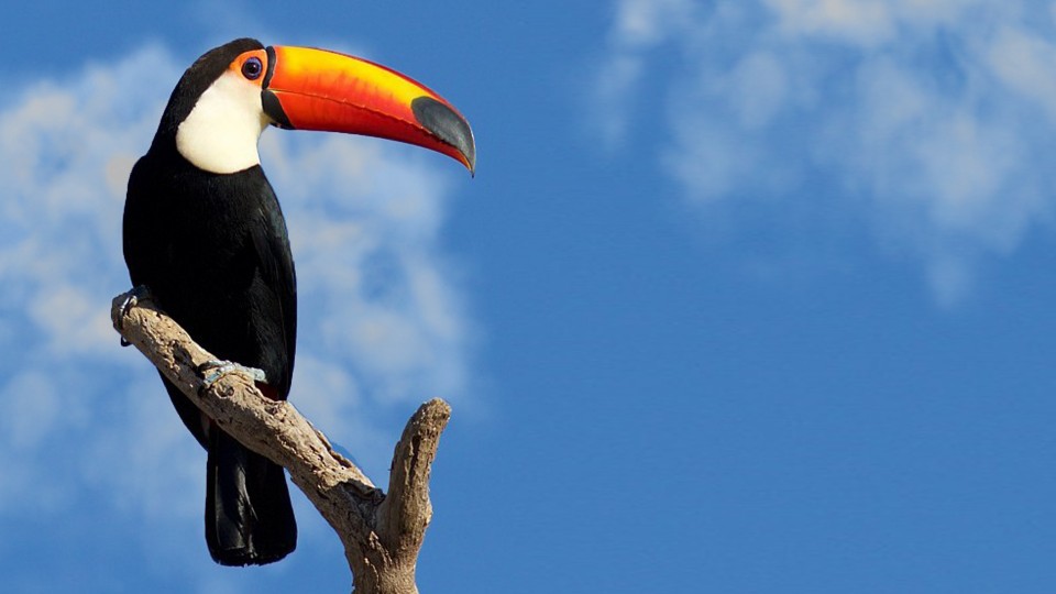 Introducing the Wooden Bird Figurine Model Toco Toucan