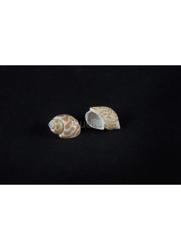 Seashell Material, Raw Seashell, Shell Material, Decorative