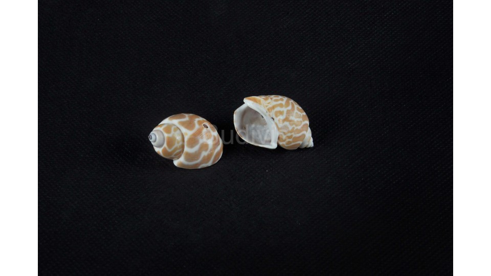 Seashell Material, Raw Seashell, Shell Material, Decorative