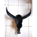 From Bali Resin Buffalo Skull Wall Hanging Artificial Resin Buffalo Skull Wall Decor, Resin Statue Custom Hand, Statue Collectible Resin Statue