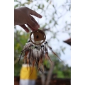 Top Mobile Small Hanging Dream Catcher, Dream Catcher, Dream Catcher