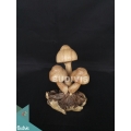 Indonesian Handmade Wood Carved Mushroom