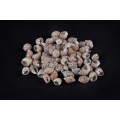 Seashell Material, Raw Seashell, Shell Material, Decorative