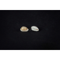 Seashell Material, Raw Seashell, Shell Material, Decorative